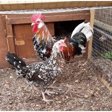 Red Mottled  Leghorn